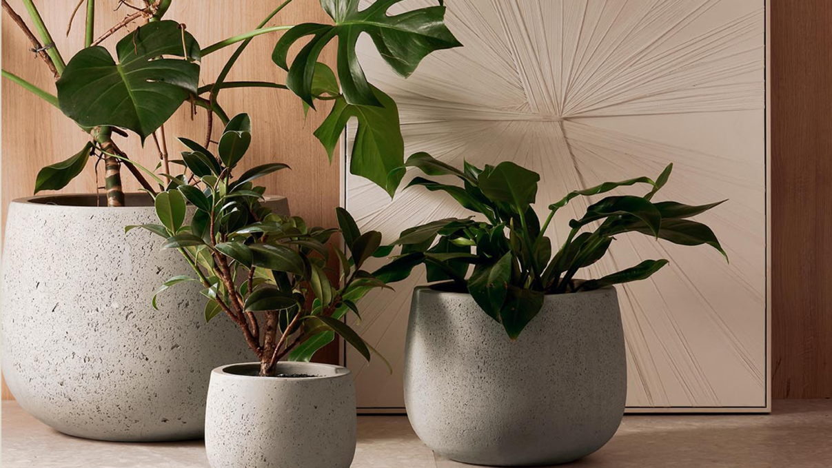 capa_plantas-BLOG